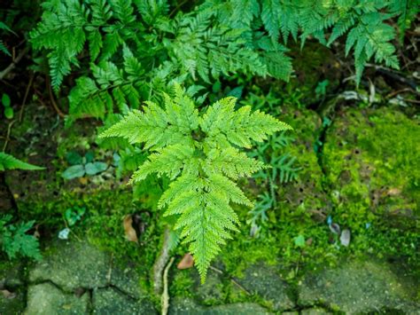 兔腳蕨風水的奧秘！如何藉由植物增強居家運勢？